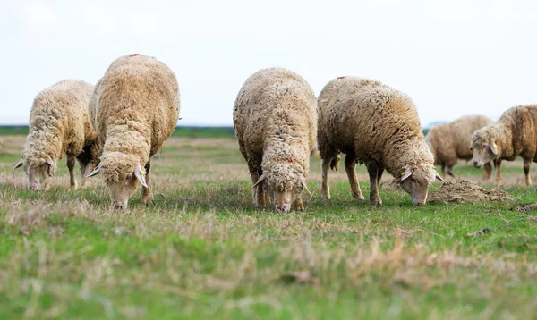 Rebaño de ovejas pastando en un campo verde — Foto de Stock