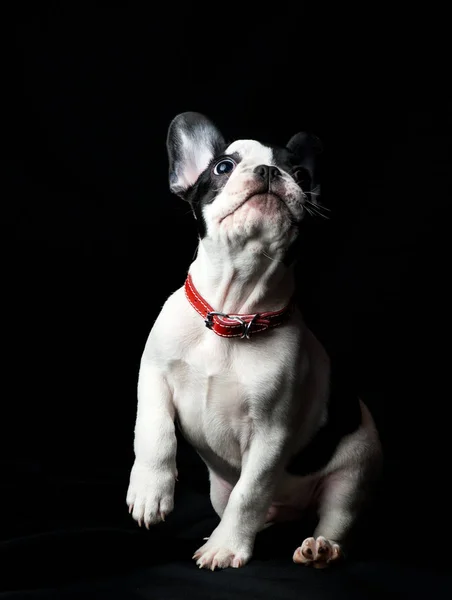 Filhote de cachorro francês bulldog em fundo preto — Fotografia de Stock