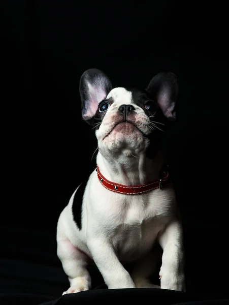 ब्लॅक पार्श्वभूमीवर फ्रेंच बुल्डॉगची कुत्रा — स्टॉक फोटो, इमेज