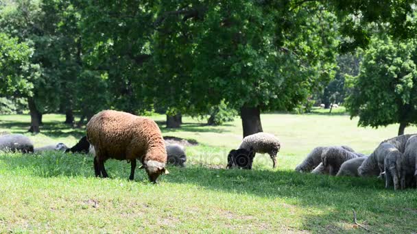 Stádo ovcí a černé ovce na louce