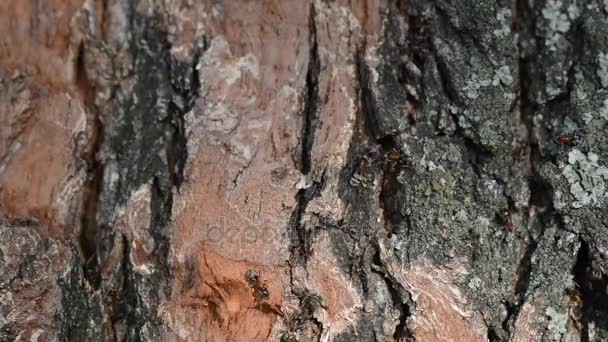 Formigas na casca da árvore na floresta — Vídeo de Stock