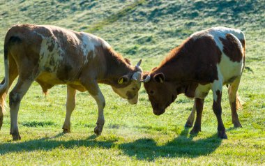 Boğa, inek mücadele