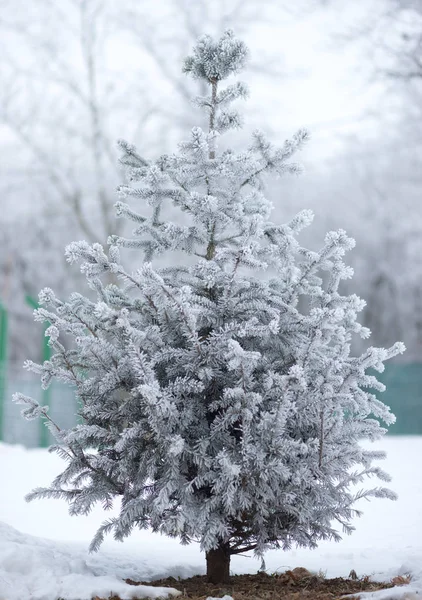 Pequeño pino en nieve —  Fotos de Stock