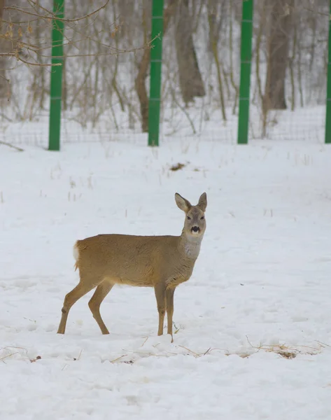 Deer in Snowy Field, at zoo — Stock Photo, Image