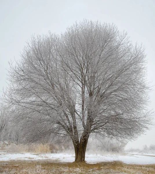Замороженное дерево в зимнем поле — стоковое фото