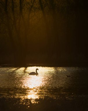 Gündoğumu, tek Kuğu Gölü