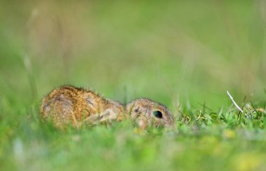 şirin Avrupa zemin sincap alanda (Spermophilus citellus)