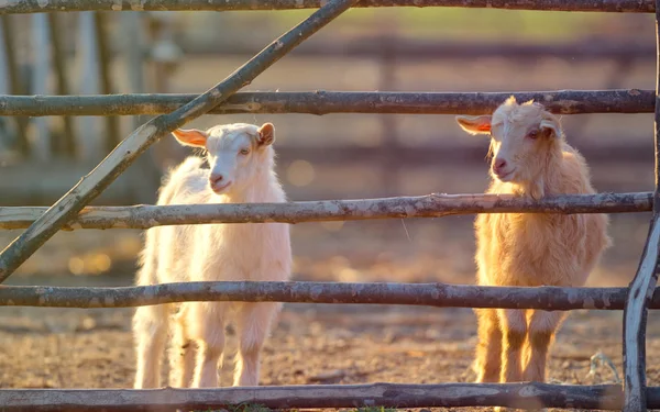 Chèvres près de la clôture à la ferme au coucher du soleil — Photo