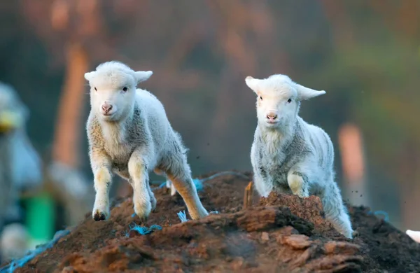 Agneaux mignons courant à la ferme au printemps — Photo