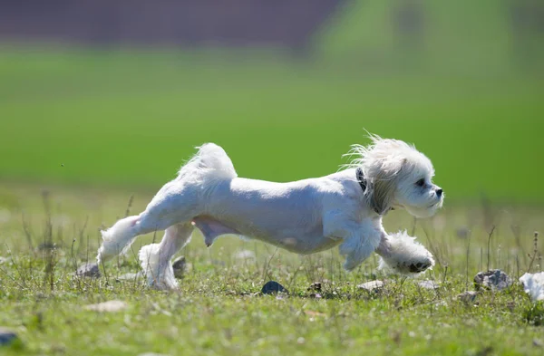 Ładny mały bichon biegasz w parku, ogłoszenia płytkiej głębi ostrości — Zdjęcie stockowe