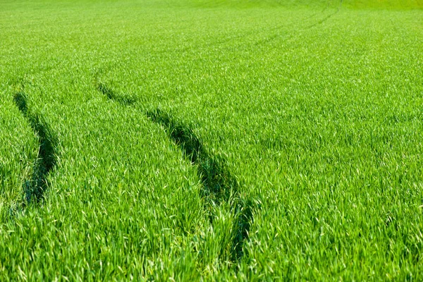 Buğday yeşil bir alanda yol. Güneşli bir günde çimenlerin üzerinde tarım taşıma izleri — Stok fotoğraf