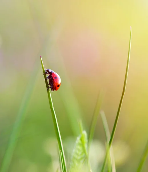 Biedronka na trawie — Zdjęcie stockowe
