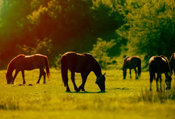 Rural landscape with grazing horses on pasture at sunset — Stock Photo, Image