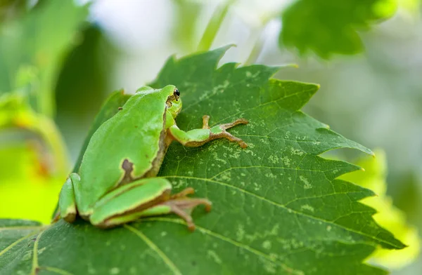 Australian Green Tree Frog sentado em uma videira com fundo de folha verde — Fotografia de Stock