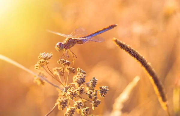 Libellule en plein air au lever du soleil — Photo