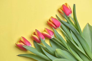 Lale sarı arka plan üzerinde