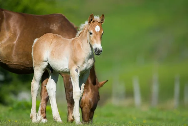 Little foal in the meadow — Stock Photo, Image