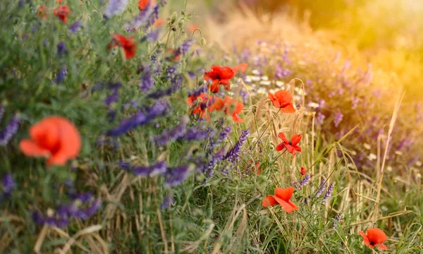 여름에 붉은 옥수수 양귀비 꽃이 피는 밝은 들판 — 스톡 사진