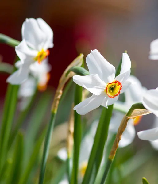 Narcisos brancos no jardim — Fotografia de Stock