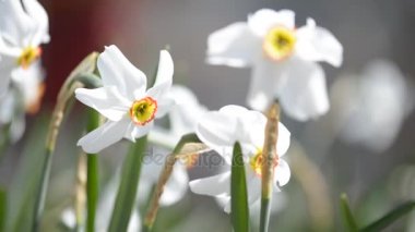 Beyaz Nergis, gün ışığına ile bahar bahçe gelişen çiçekleri