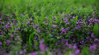 Dağ bülbülügiller vulgaris çiçekler bahar çayırda