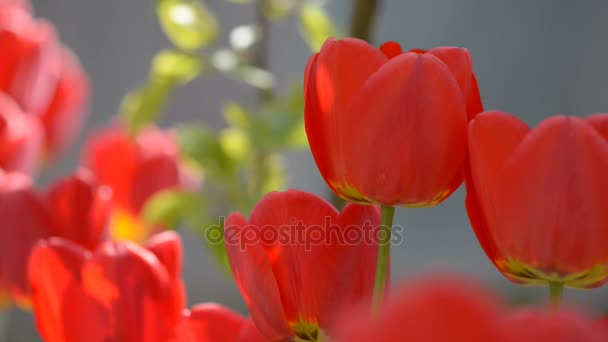 Tight shot of red tulip flowers waving in wind — Stock Video