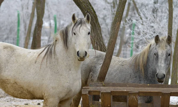 Portret biały koń w zoo — Zdjęcie stockowe