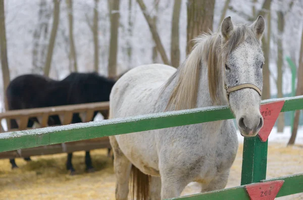 Portrait of white horse at zoo — Stock Photo, Image