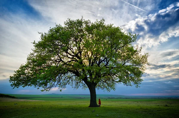 Klein kind in de buurt van oude eik bij zonsondergang — Stockfoto