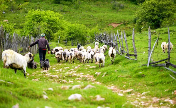 Pastor com suas ovelhas — Fotografia de Stock