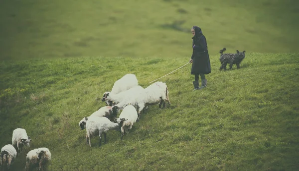 Herder met zijn schapen — Stockfoto