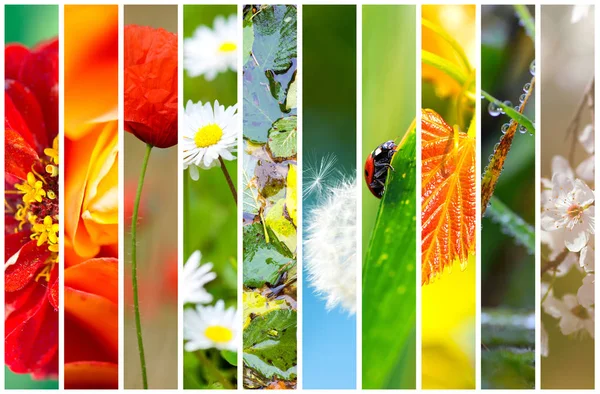 Collage flora och fauna — Stockfoto