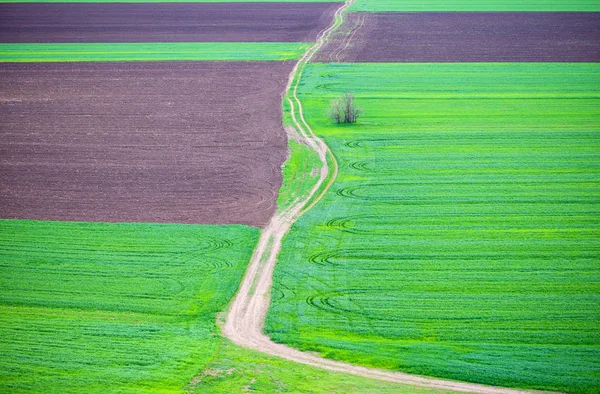 Campo verde e marrom na hora de verão — Fotografia de Stock