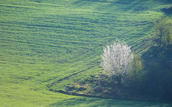 Grüne Wiese im Sommer — Stockfoto