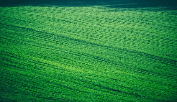 Yaz aylarında yeşil alan — Stok fotoğraf