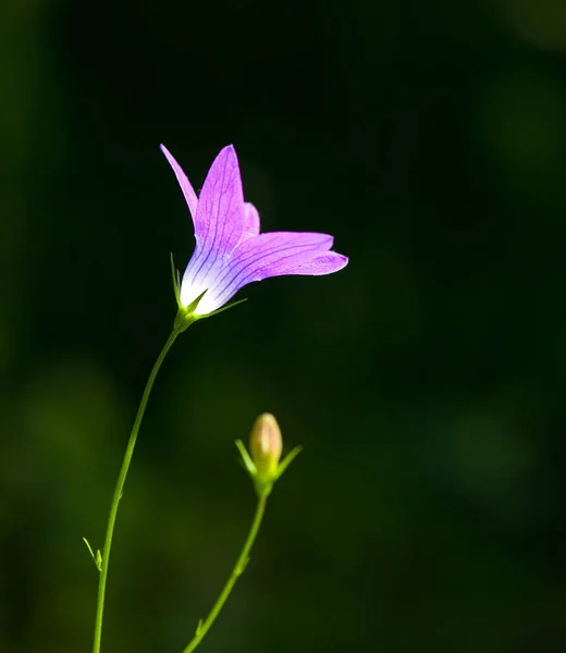 Flor de primavera púrpura en la naturaleza — Foto de Stock