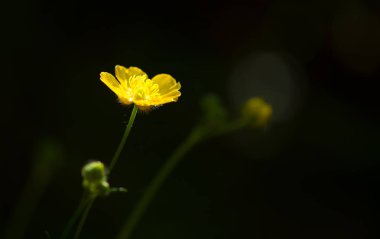 siyah üzerine bahar sarı çiçek