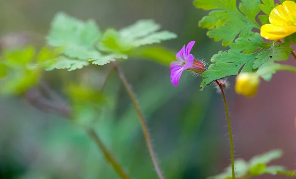 Violette Frühlingsblume in der Natur — Stockfoto