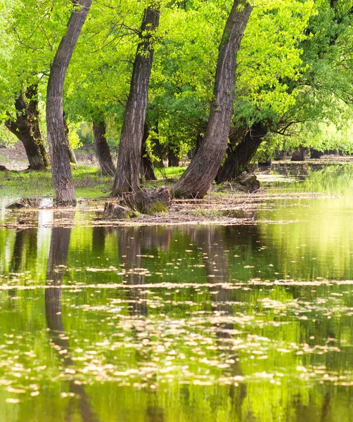 Paisagem fluvial perto das árvores — Fotografia de Stock