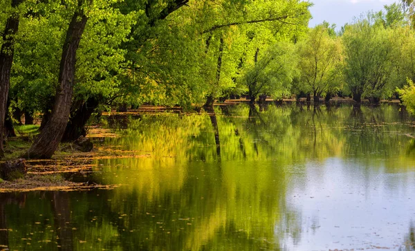 झाडे जवळ नदी लँडस्केप — स्टॉक फोटो, इमेज