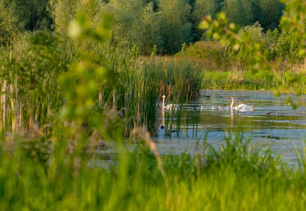 คู่หงส์ขาวกับ cygnets หนุ่ม — ภาพถ่ายสต็อก