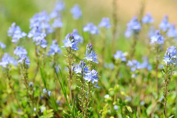 Pole niebieskie kwiaty lato — Zdjęcie stockowe