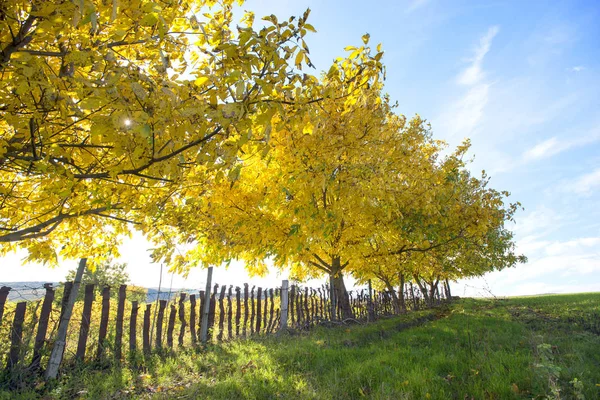 Ореховые деревья осенью — стоковое фото