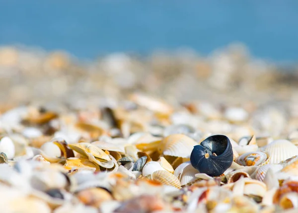 Conchas de muitos tipos e tamanhos são encontrados em nossas praias de bombardeio — Fotografia de Stock