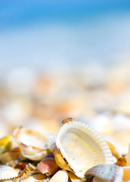 Conchas de muchos tipos y tamaños se encuentran en nuestras playas de bombardeo — Foto de Stock