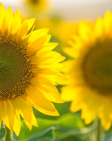 Ayçiçeği alan manzara güneşli gün