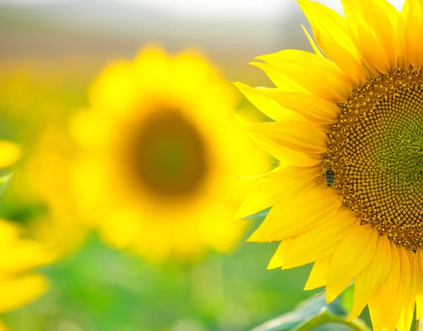 Paysage de champ de tournesol en journée ensoleillée — Photo