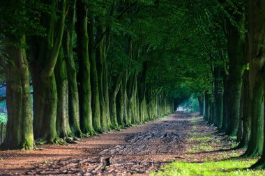 Bahar ormanında yürüyüş yolu
