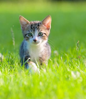 küçük çizgili kedicik çimenlerde gizleme
