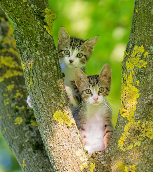 Zwei graue Kätzchen in einem Baum — Stockfoto